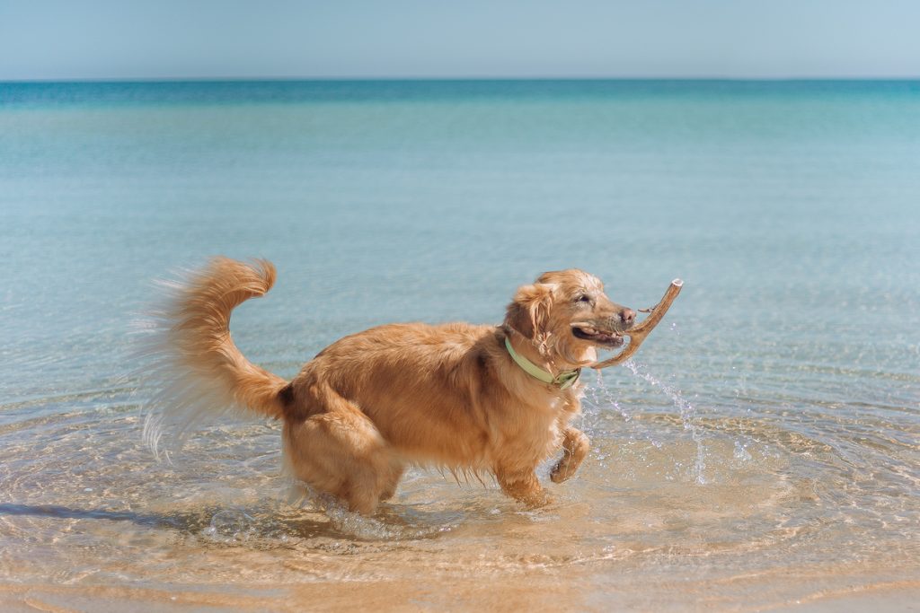 Dog Playing At The Beach 