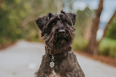 dog friendly baking food