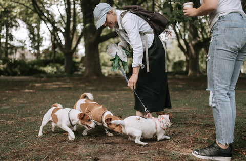 dog socialisation