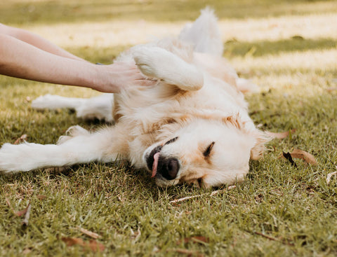 doggo loves to stretch out wide