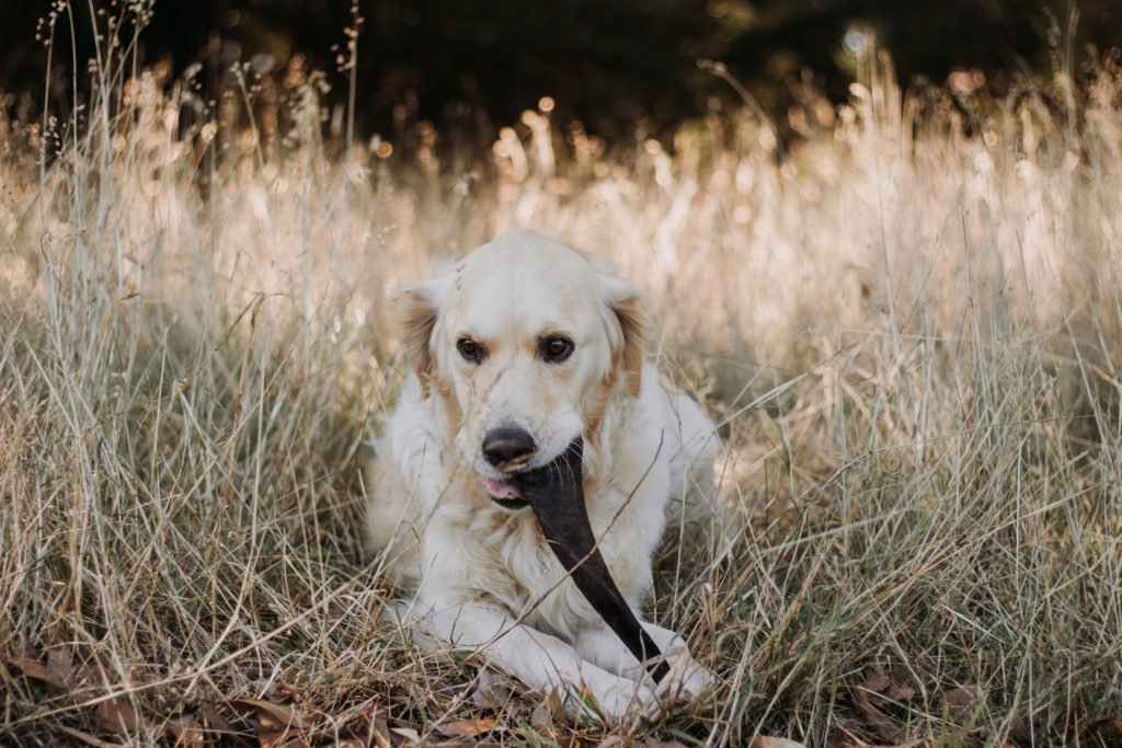 Goat Horns For Dogs