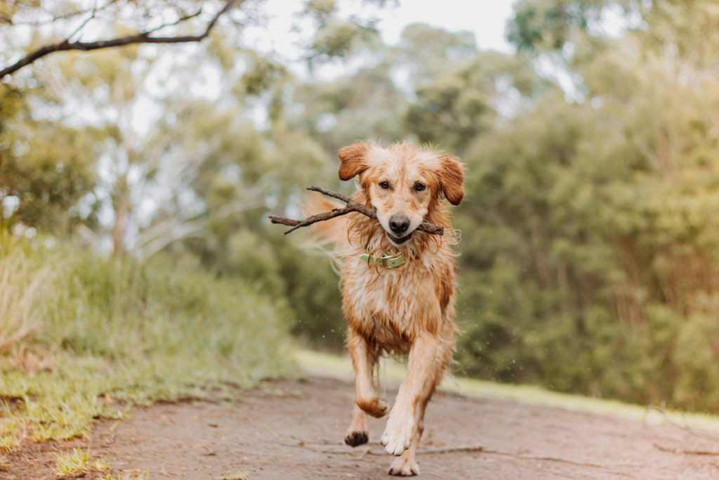 Signs Of Sunburn For Dogs