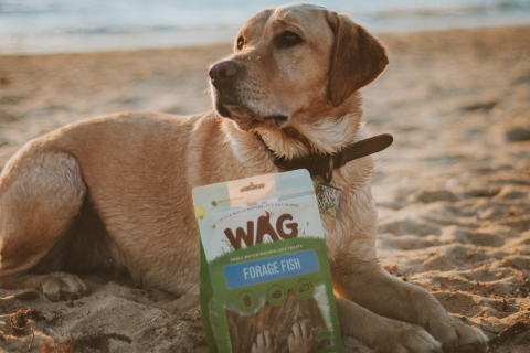 forage-fish-dog-treats