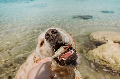 Dog friendly beach