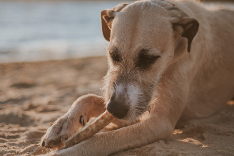 seafood-treats-for-dogs