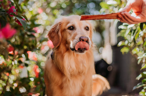 some beef jerky treats for all their hard work