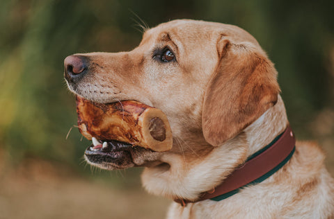 watch out dog stress and anxiety