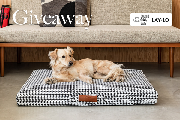 LAY LO Giveaway Dog Laying on Bed