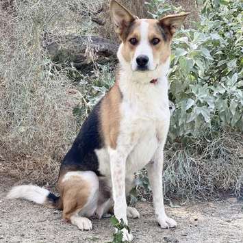 Henry Dog for Adoption Palm Springs Animal Shelter