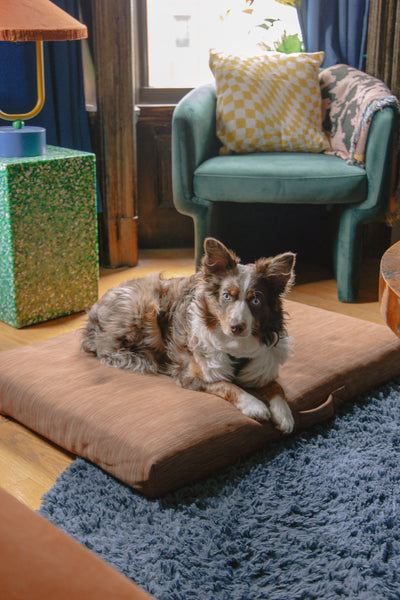 dog lying in a laylo modern dog bed