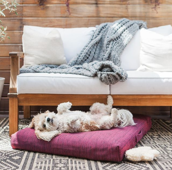 dog sleeping in modern dog bed