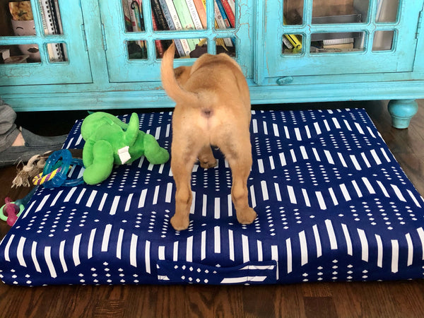 dog scratching bed