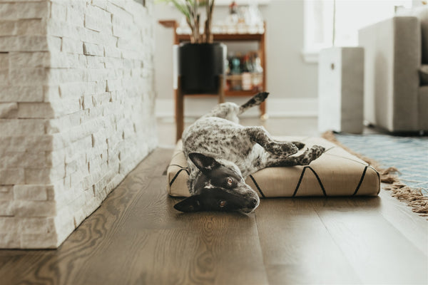 modern dog bed