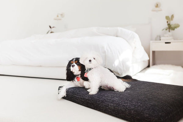 best beds for puppies