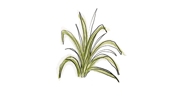 spider plant