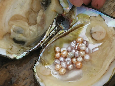 Freshwater pearls in oyster- Peter's Vaults