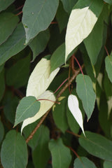 Actinidia tetramera var. maloides