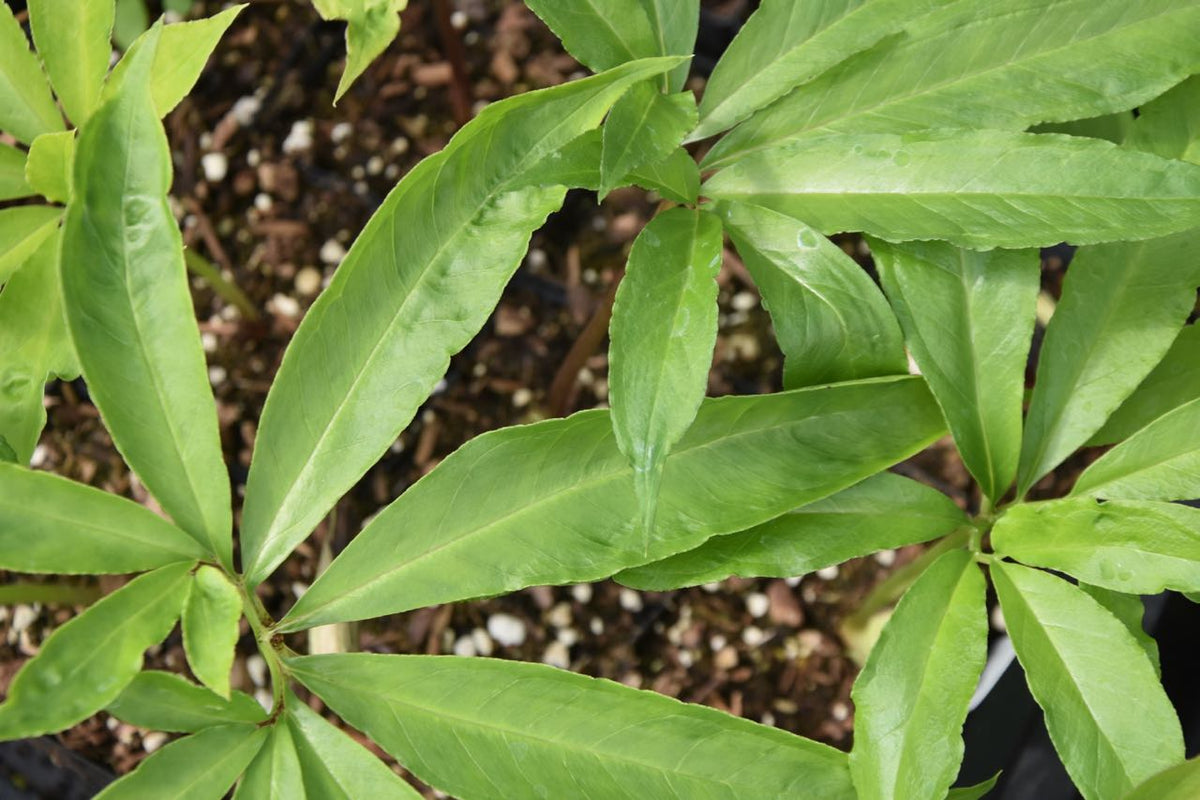 Arisaema kiushianum (Jack-in-the-Pulpit, Cobra Lily)