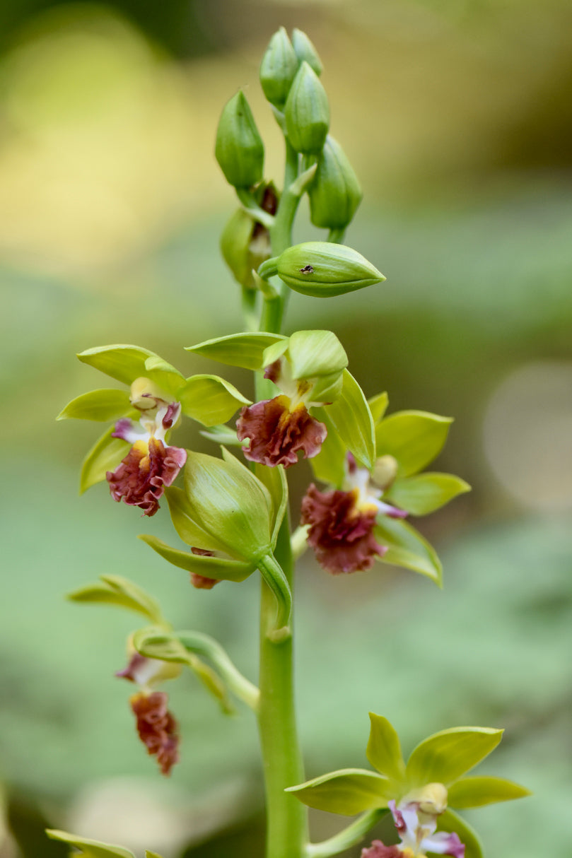 Calanthe tricarinata (Japanese Hardy Orchid) - Keeping It Green Nursery