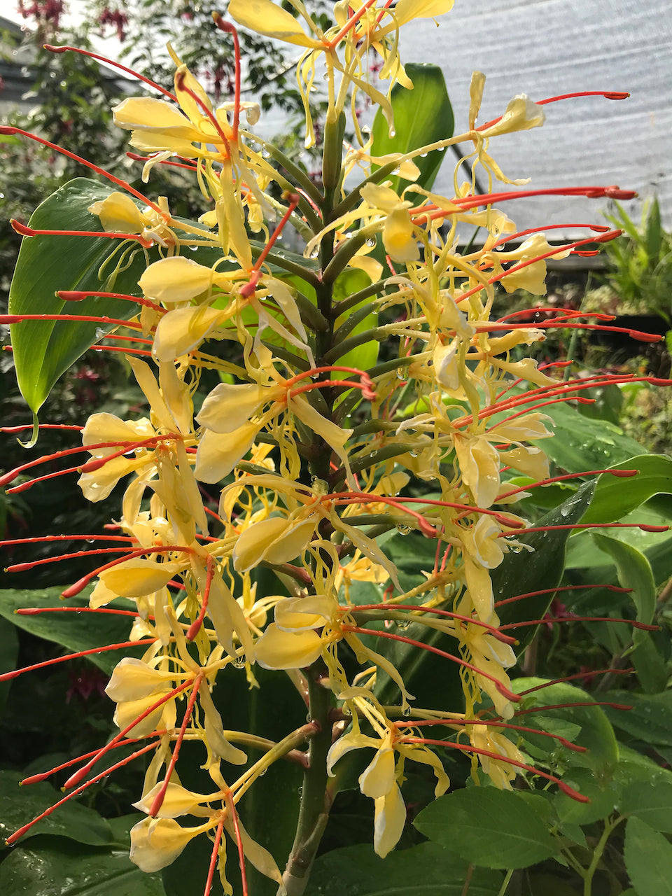 Hedychium Gardnerianum Kahili Ginger Lily Hardy Ginger Keeping It Green Nursery