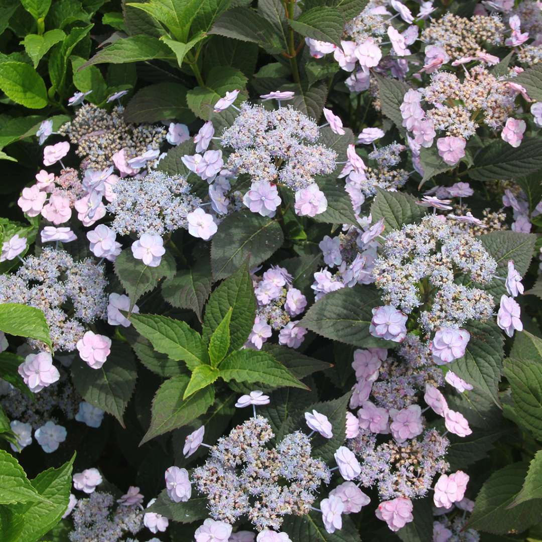 Hydrangea serrata 'Tiny Tuff Stuff' (Mountain Hydrangea) - Keeping It Green  Nursery