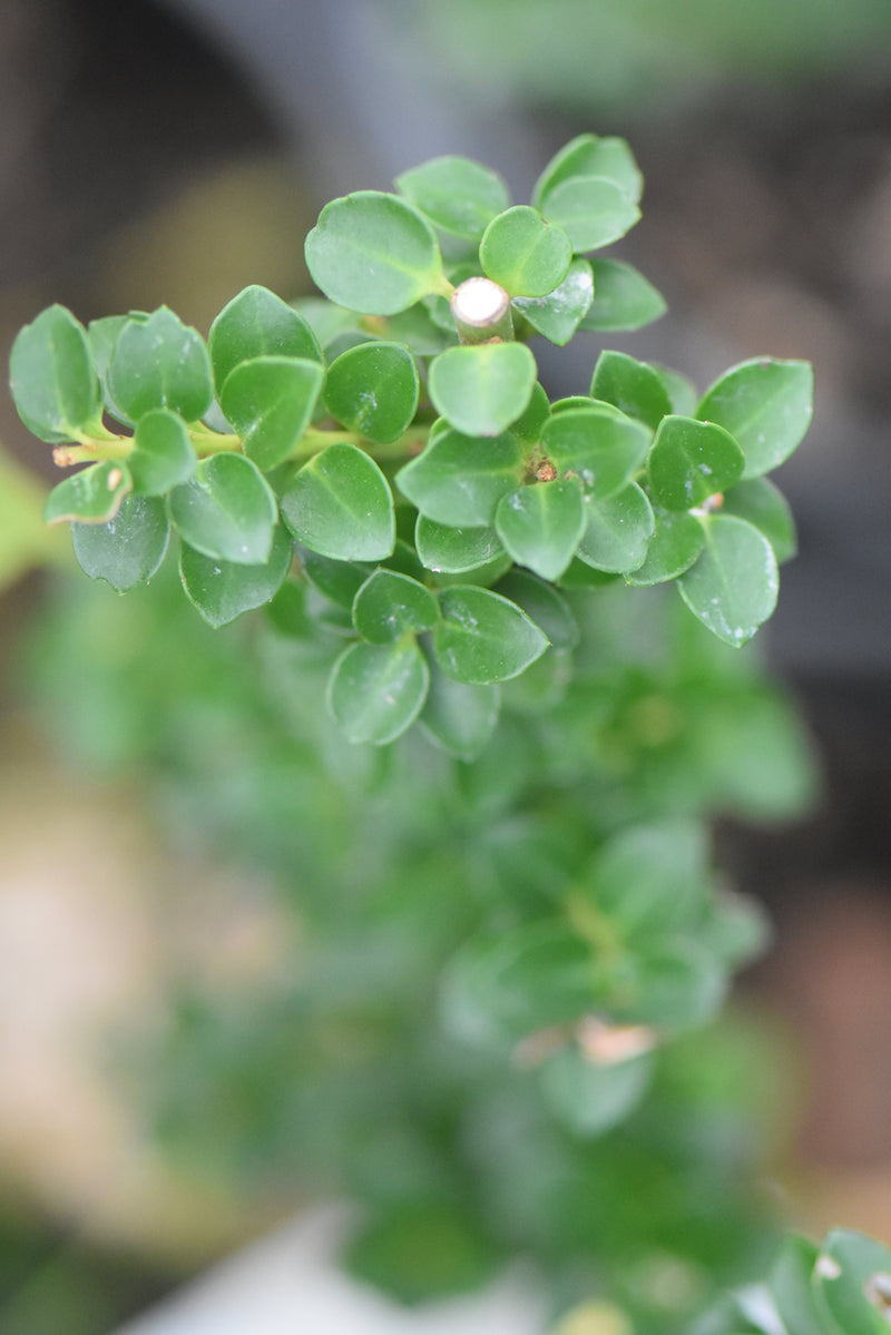 Ilex crenata 'Dwarf Pagoda' (Dwarf Japanese Holly) - Keeping It Green ...