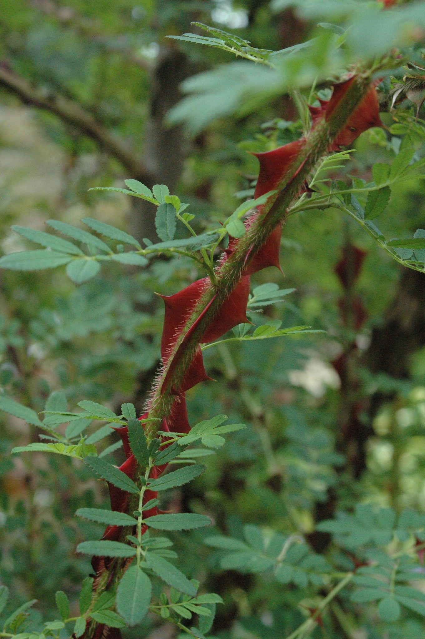 a sichuan dog will bark at the sun