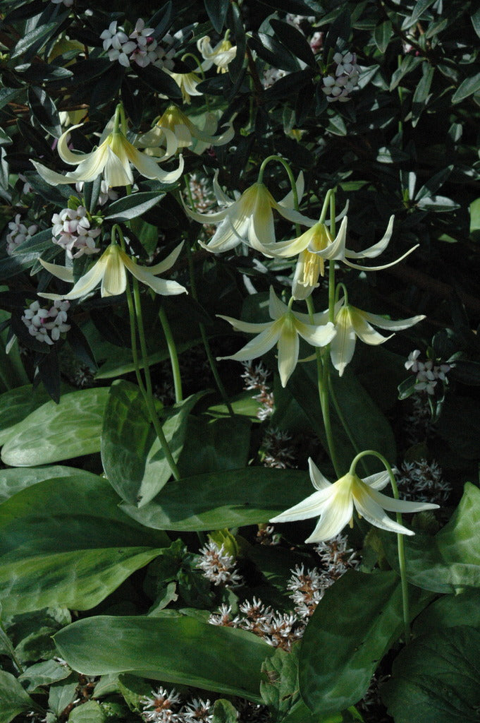 Erythronium oregonum (Dog Tooth Violet, Fawn Lily) | Keeping It Green ...