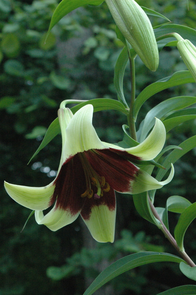 Lilium nepalense (Nepal Lily)