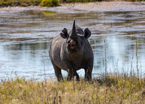 Black Rhinoceros with mouth open walking out of the stream 