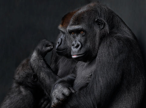 Cross River Gorilla sitting with another gorilla staring out