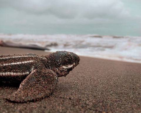 Leatherback turtle crawling on the sand back into the ocean