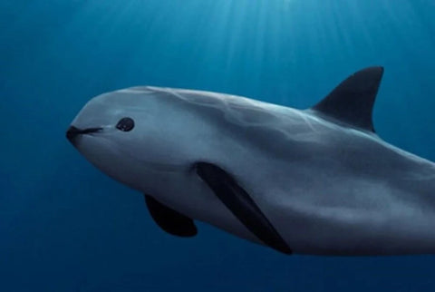 vaquita porpoise swimming in the ocean with sun shining down