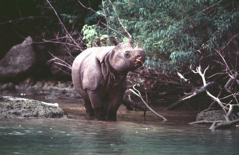 Javan Rhinoceros walking from the woods into a stream 