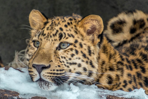 Amur leopard laying in the snow