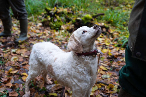 Dog in woods truffle hunting in Italy