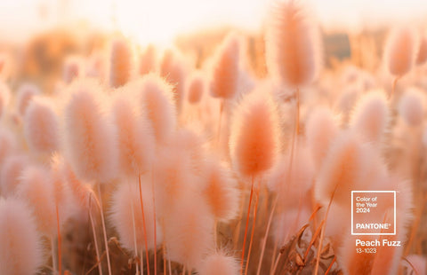 pantone-2024-Peach Fuzzy