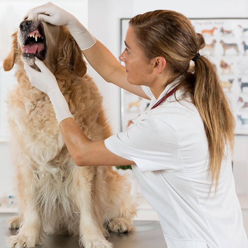 should you brush your dog everyday