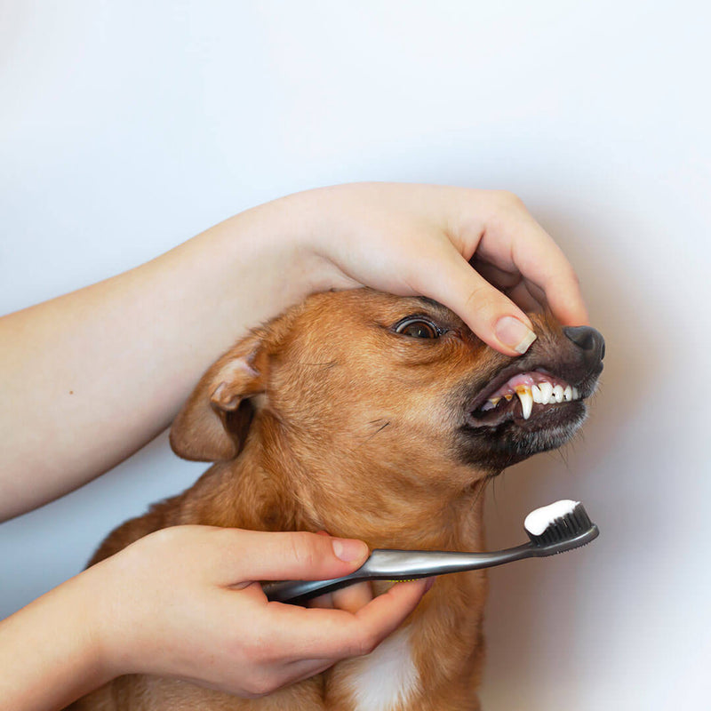 how-to-clean-tartar-from-dog-s-teeth-with-no-vet-petz-park