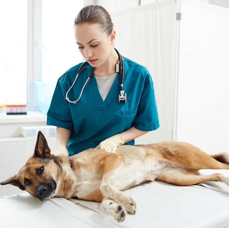 what are the signs of liver disease in dogs