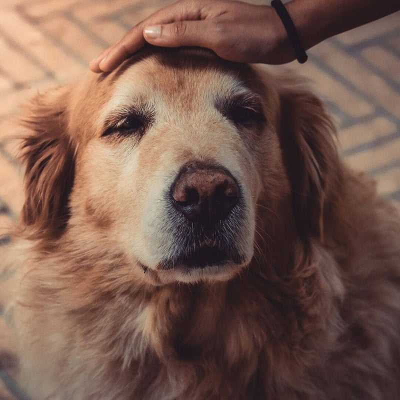 how to treat dementia in dogs