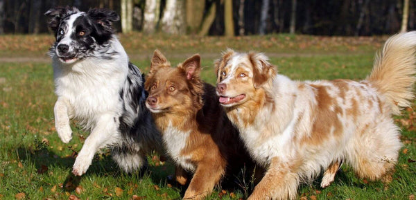 different colours of australian shepherd dog breed