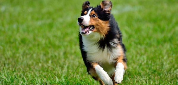 border collie running for exercise, joint supplements australia, dog supplements australia