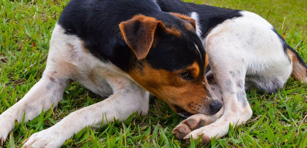 dog allergies, environmental dog allergies, seasonal dog allergies