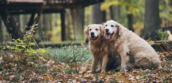 yellow senior labrador dogs with joint related problems