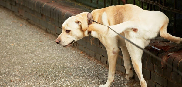 dog urinary tract infections, dog uti, dog with uti