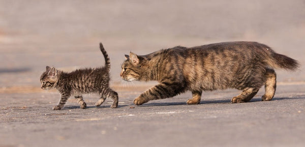 old cat and kitten walking with arthritis