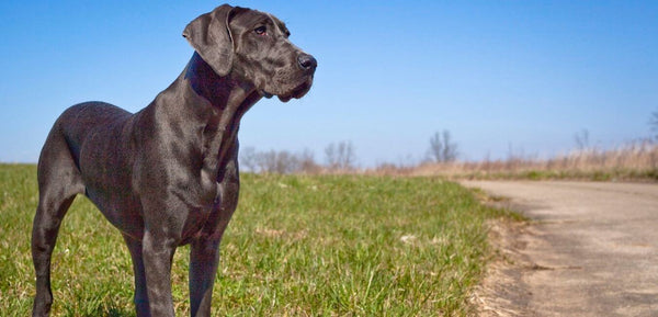 great dane prone to bloating, bloating in dogs