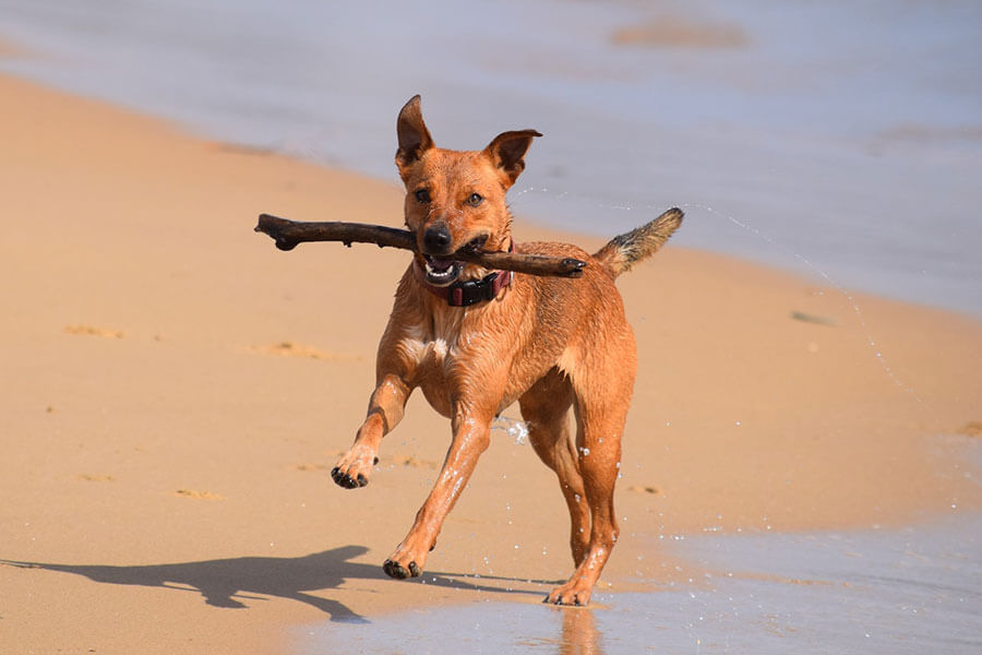 Australian Cattle Dog