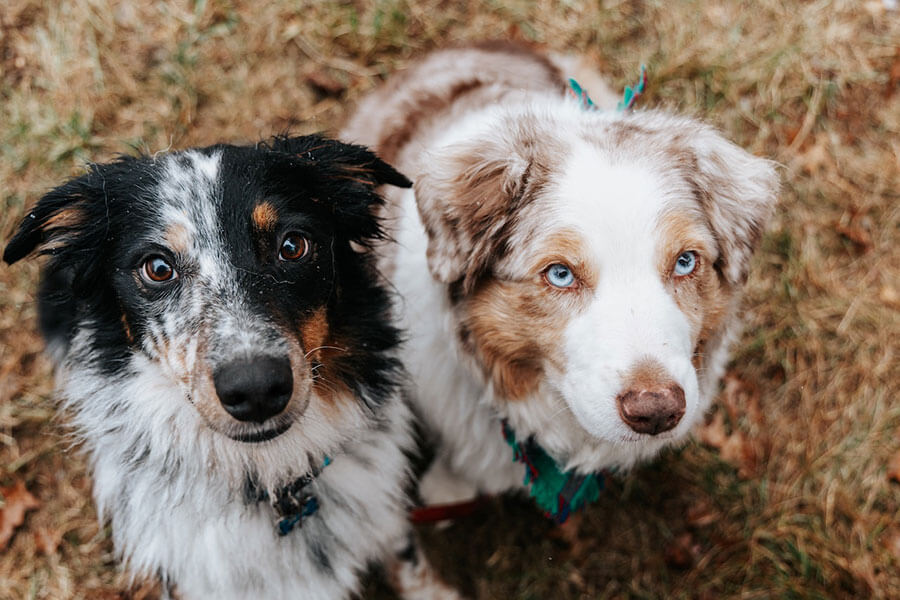 Australian Shepherd